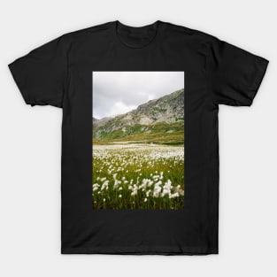 White Alpine Flowers Growing in Greina High Plain (Grisons, Switzerland) T-Shirt